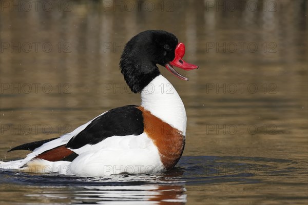 Common Shelduck (Tadorna tadorna)