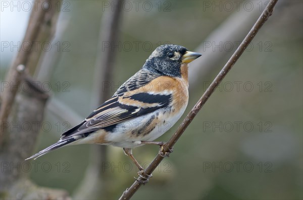 Brambling (Frigilla montifringilla)