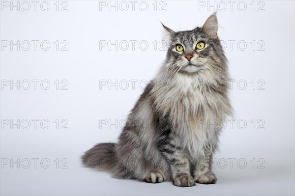 Maine Coon cat