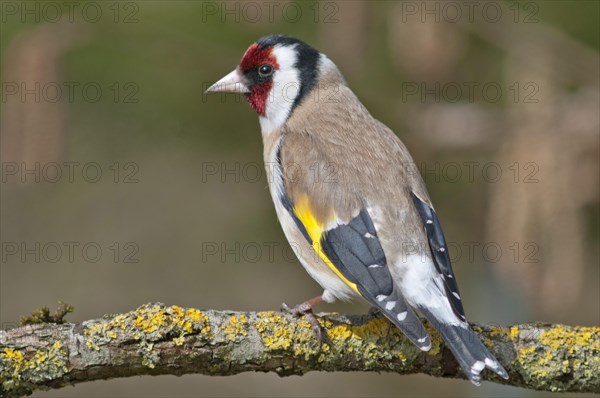 European Goldfinch or Goldfinch (Carduelis carduelis)