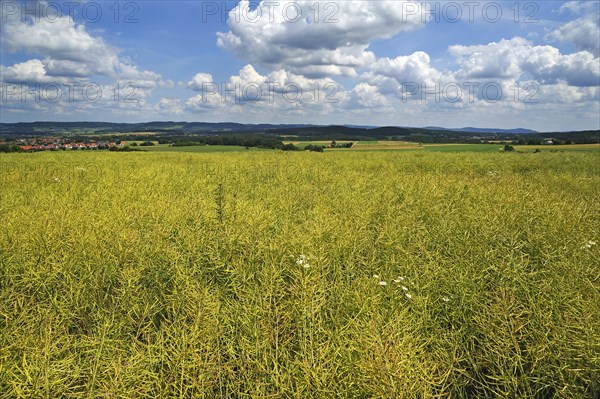 Ripe Rape field (Brassica napus)