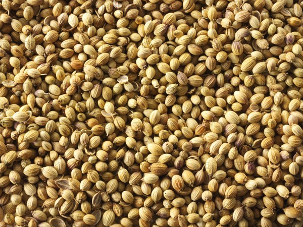 Coriander seeds