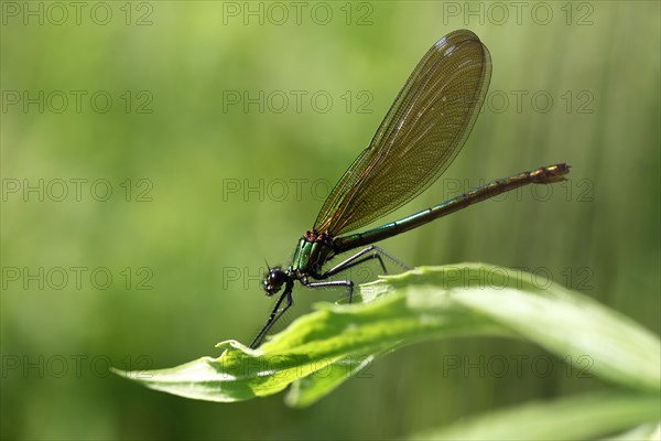 Beautiful Demoiselle (Calopteryx virgo)