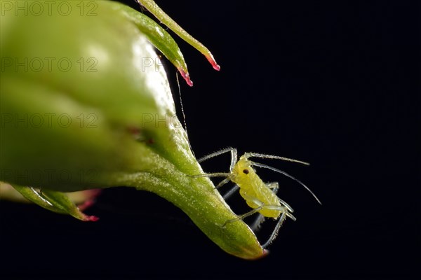 Large Rose Aphid (Macrosiphum rosae)