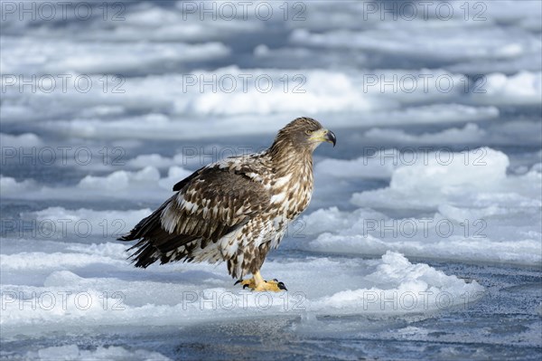 White-tailed Eagle or Sea Eagle (Haliaeetus albicilla)