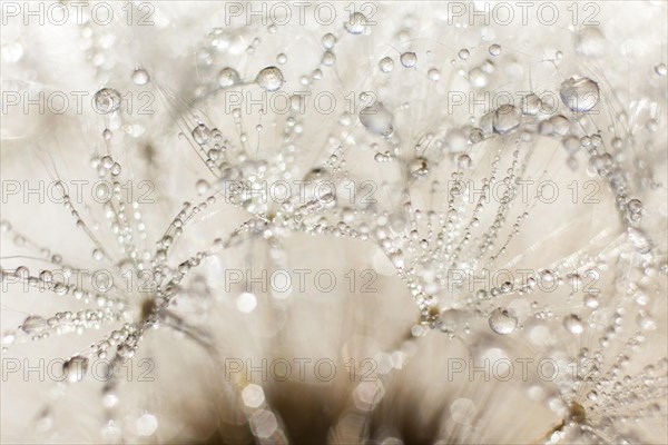 Dandelion (Taraxacum officinale)