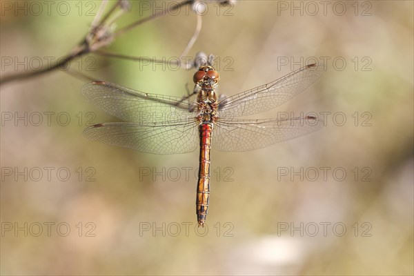 Vagrant Darter (Sympetrum vulgatum)