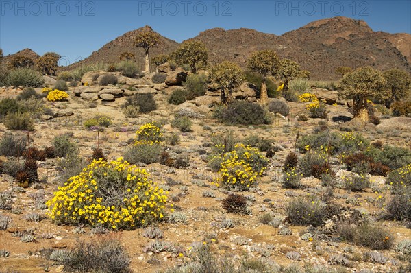 Vegetation in the Goegap Nature Reserve