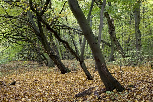 Beech forest at Feensteig in autumn