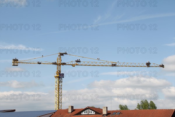 White storks (Ciconia ciconia) and ten white stork nests on a construction crane