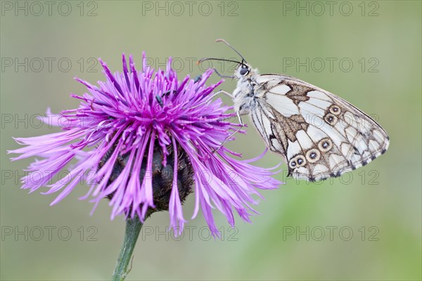 Marbled White Butterfly (Melanargia galathea) on Brownray Knapweed (Centaurea jacea)