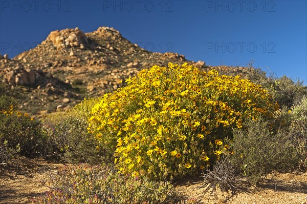 Yellow flowers of the Skaapbos Shrub