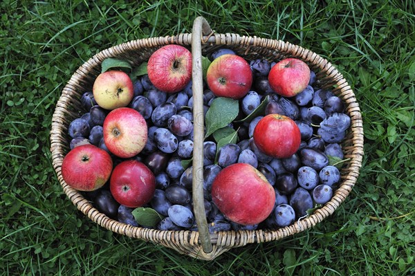 Freshly picked plums and apples in a basket on a meadow