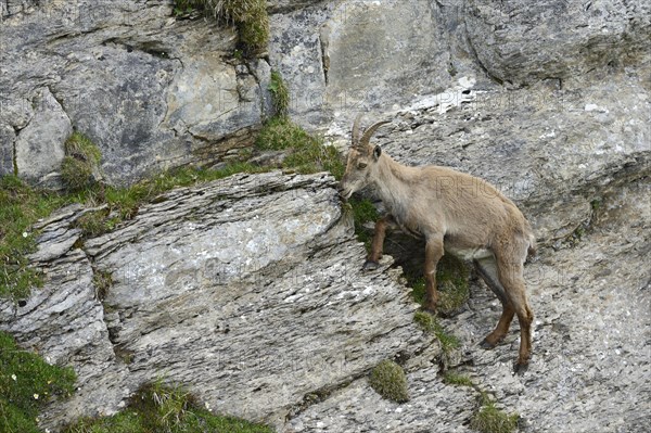 Alpine Ibex (Capra ibex) climbing a steep rock face