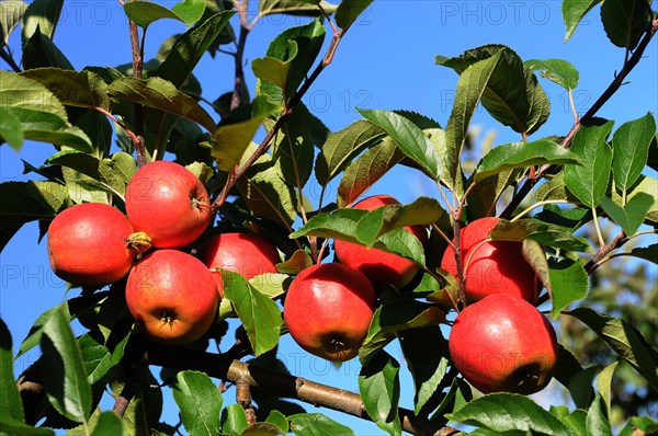 Red apples hanging on a tree