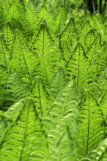 Ostrich Fern or Shuttlecock Fern (Matteuccia struthiopteris)