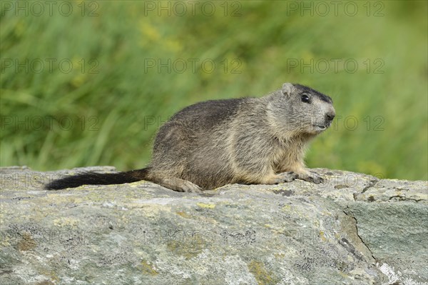 Young Alpine Marmot (Marmota marmota) on a rock slab