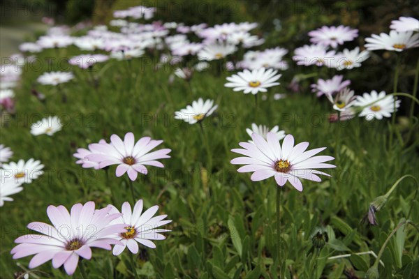 Cape Daisies (Osteospermum sp.)