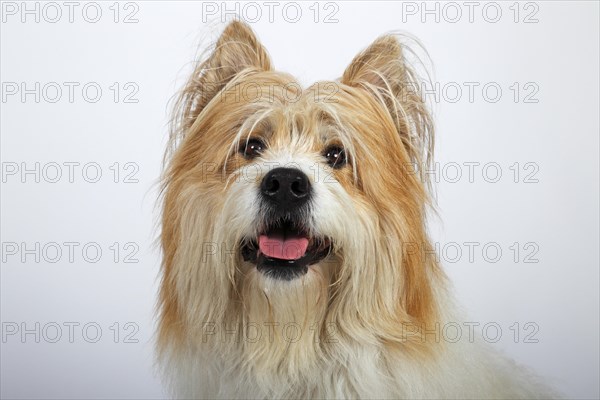 Elo or Great Elo breed of dog