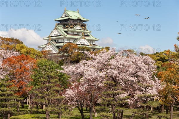 Osaka Castle with flowering cherry trees in the park