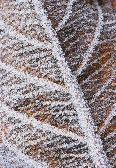 Hoarfrost on a leaf