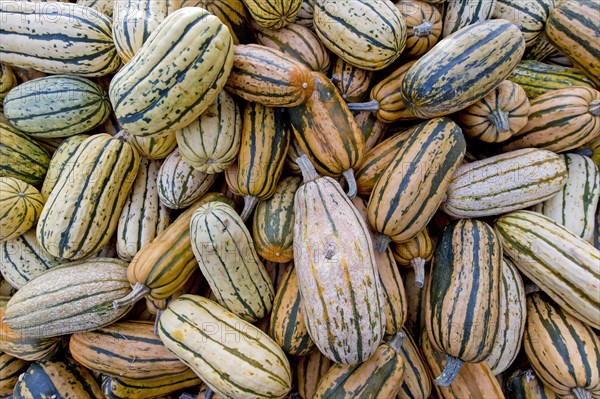 Delicata pumpkins (Cucurbita)