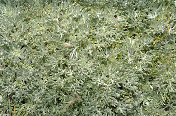 Wormwood (Artemisia sp.)