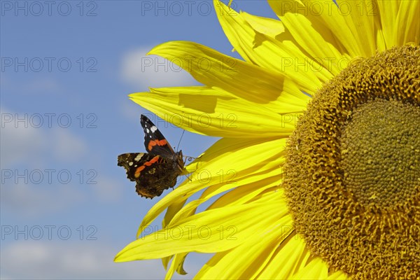 Red Admiral (Vanessa atalanta) butterfly resting on a sunflower (Helianthus annuus)