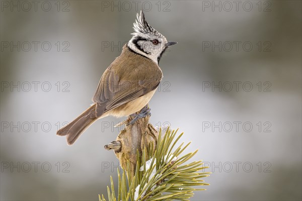 Crested tit (Parus cristatus) sits on a pine in winter