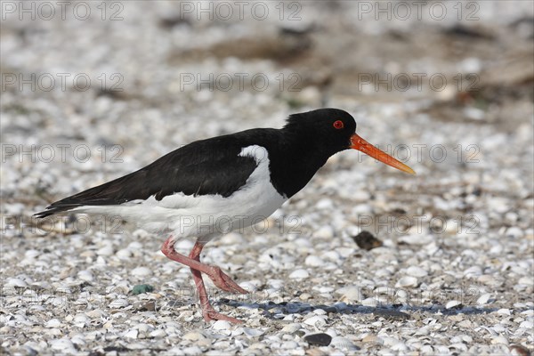 Eurasian Oystercatcher (Haematopus ostralegus)