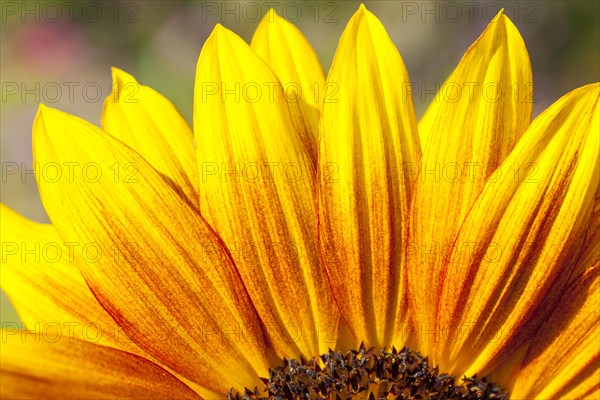 Inflorescence of a Sunflower (Helianthus annuus)