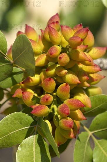 Pistachio fruits (Pistacia vera)