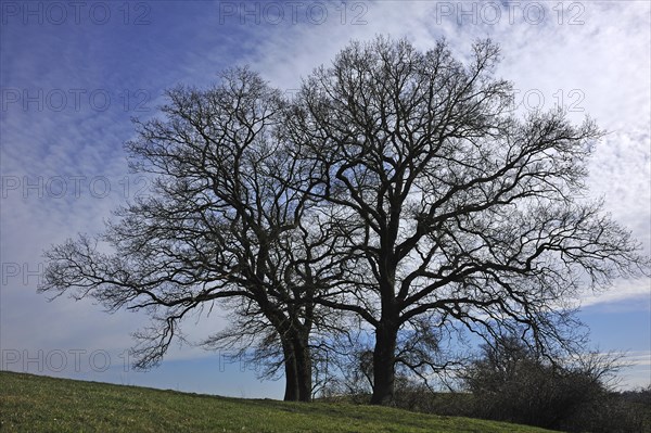 Two bare oak trees (Quercus)