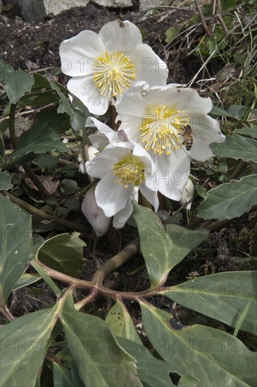 Flowering Christmas Rose or Black Hellebore (Helleborus niger) with a honeybee