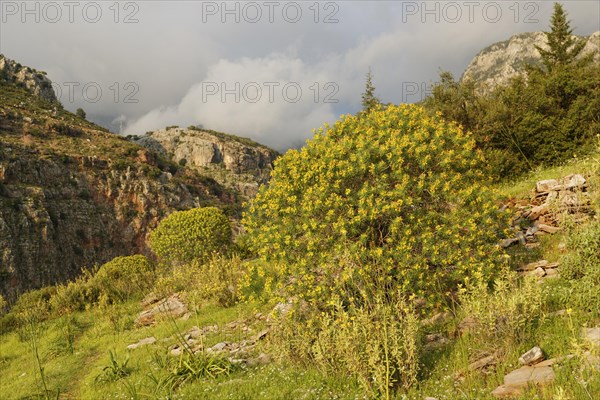 Tree Spurge (Euphorbia dendroides) growing in Butterfly Valley or Kelebek Vadisi