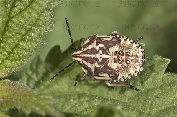 Purple Shield Bug (Carpocoris purpureipennis)