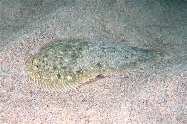 Snouted Sole (Pegusa nasuta)