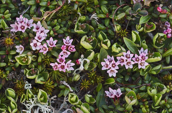 Alpine Azalea (Loiseleuria procumbens)