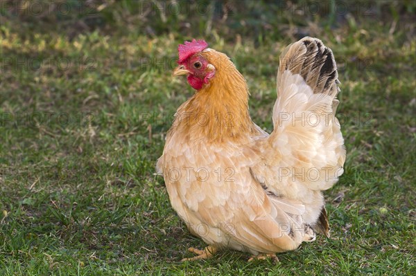 Chabo Chicken or Japanese Bantam Chicken