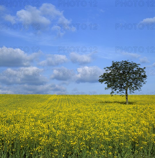 Solitary Walnut tree (Juglans regia) in a field of canola