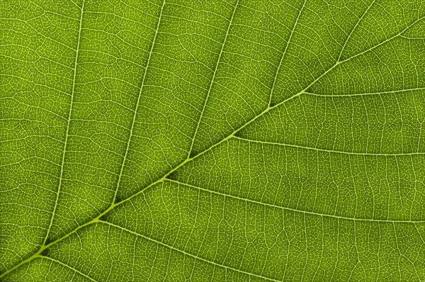 Leaf structure of a Black Alder (Alnus glutinosa) in transmitted light