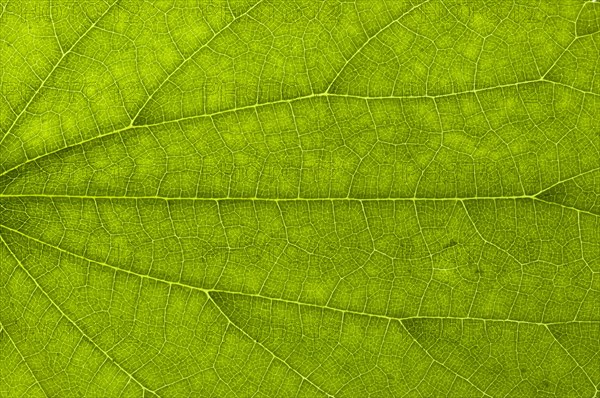 Leaf structure of a Great Nettle (Urtica dioica) in transmitted light