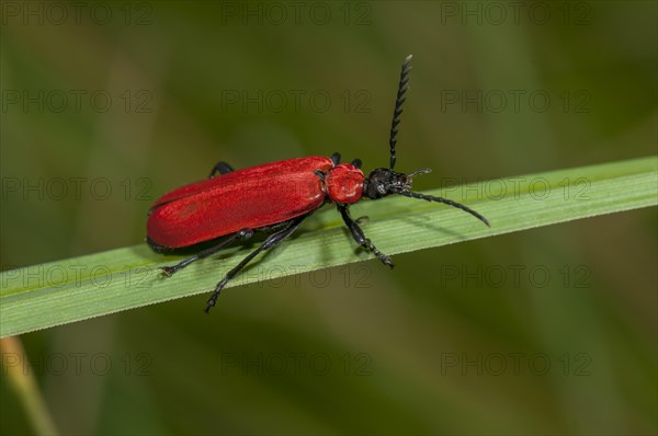 Cardinal Beetle (Pyrochroa coccinea)