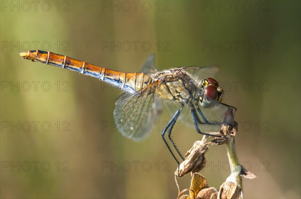 Vagrant Darter (Sympetrum vulgatum)