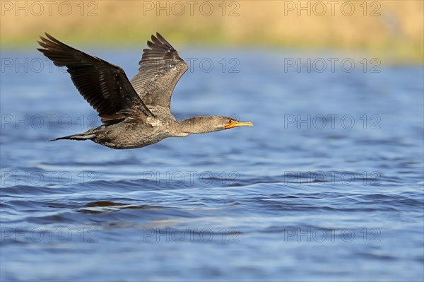 Double-crested Cormorant (Phalacrocorax auritus)