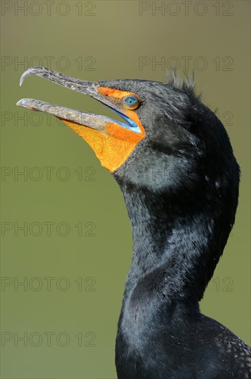 Double-crested Cormorant (Phalacrocorax auritus)