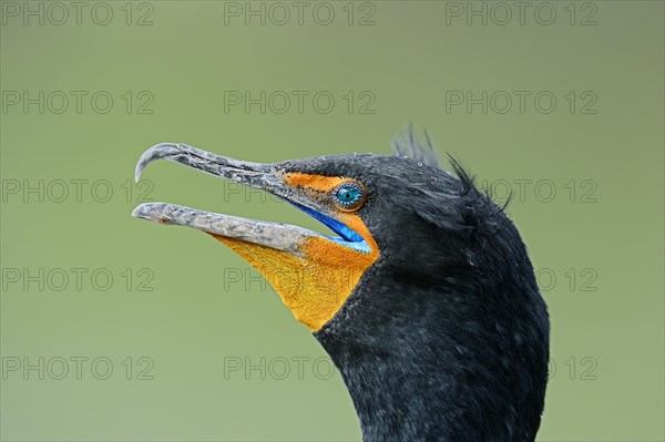 Double-crested Cormorant (Phalacrocorax auritus)