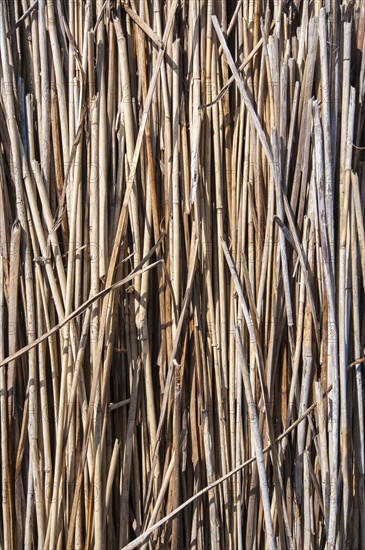 Bundled dried reeds