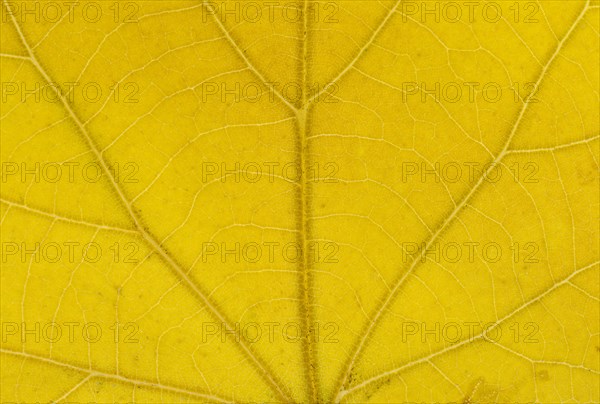 Large-leaved Lime (Tilia platyphyllos) leaf structure in transmitted light