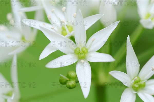 Ramsons (Allium ursinum)